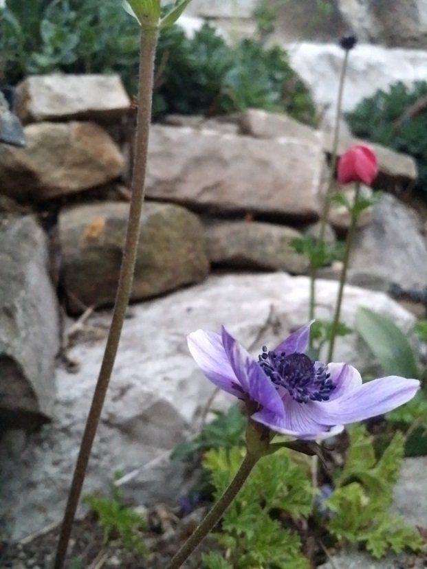 Fiore viola
