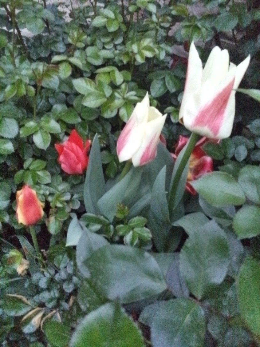 Tulipani