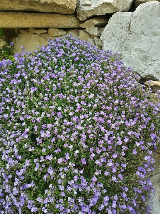 Fiorellini