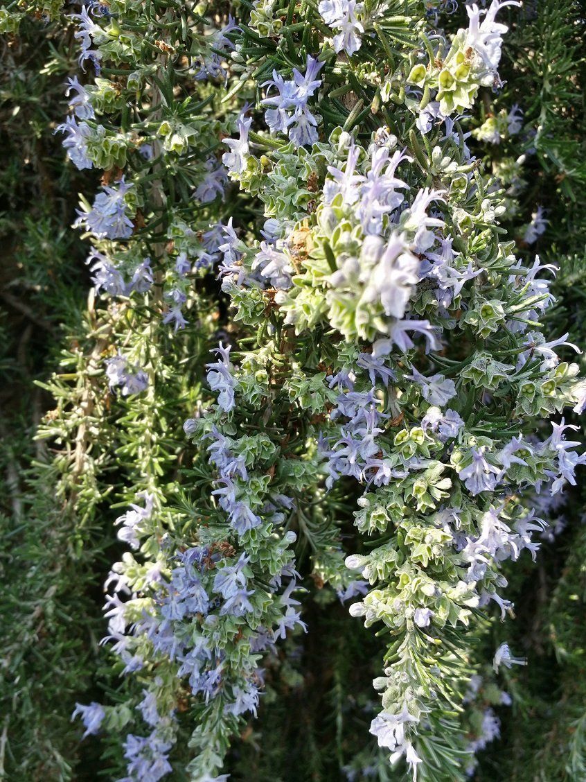 Lavanda
