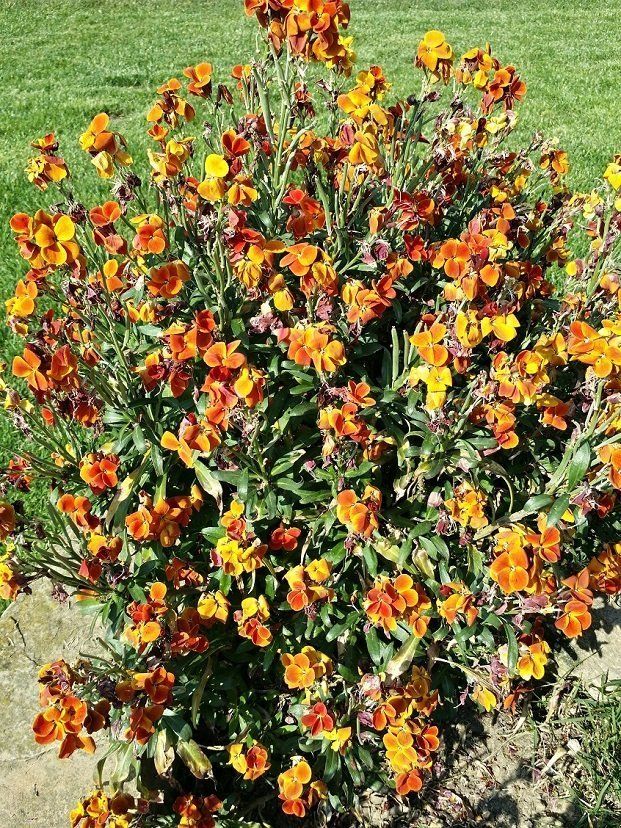 Fiore a grappoli