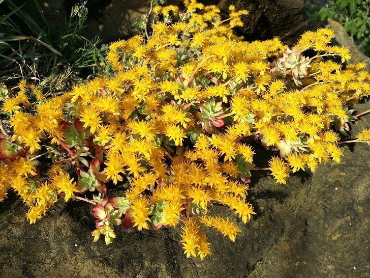 Fiore giallo