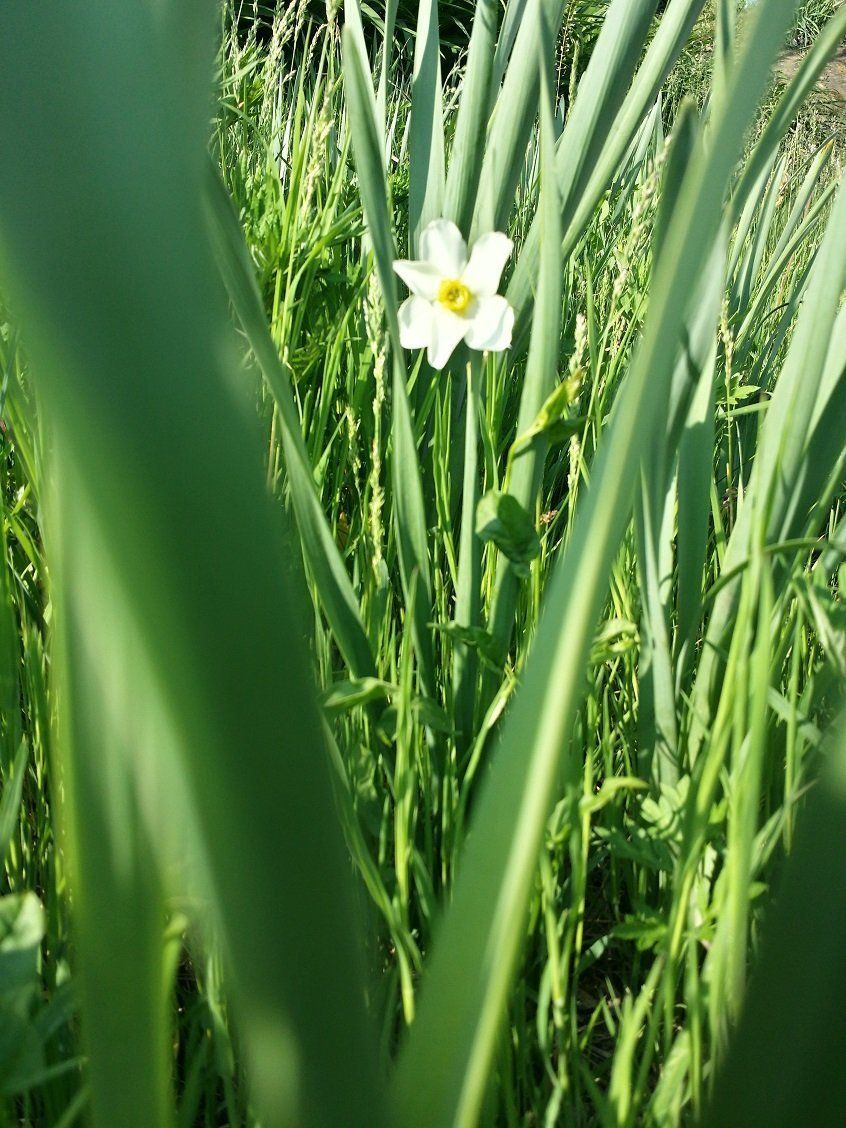 Narciso