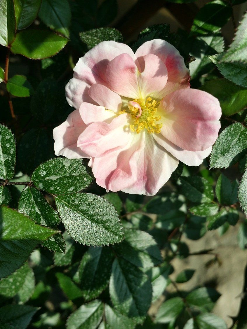 Fiore rosa