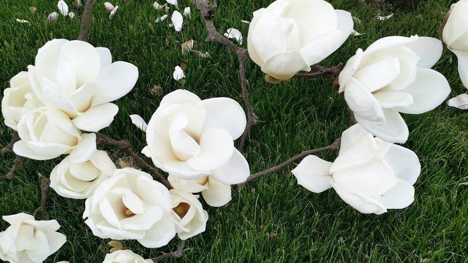 Fiori bianchi