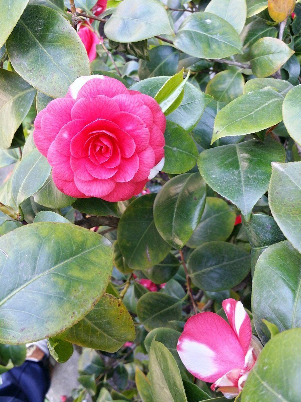 Fiori rosa