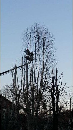 Albero al tramonto
