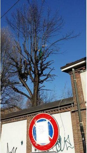 Albero da potare