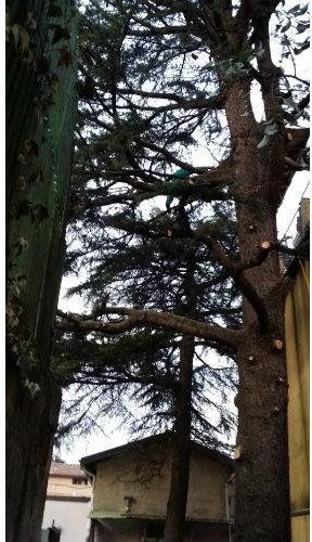 Chioma di albero