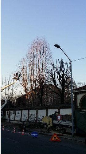 Potatura albero alto