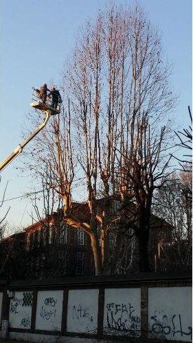 Intervento su albero in inverno