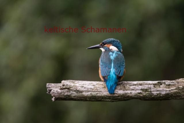 keltische Schamanen