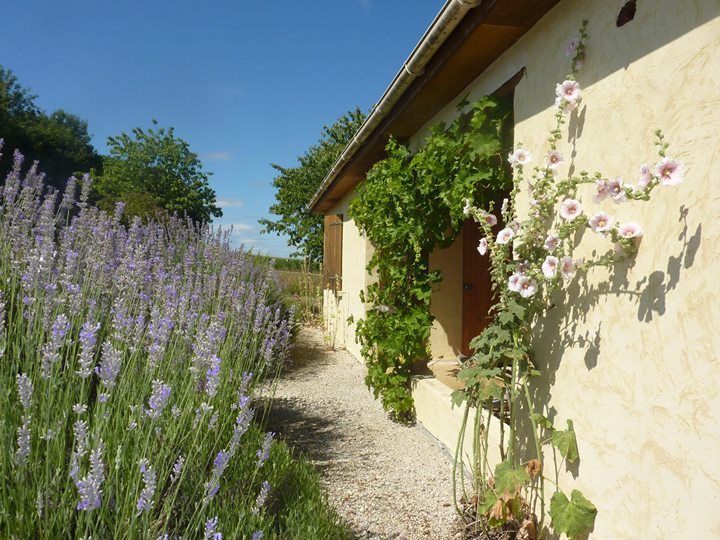 Villa from outside with grape vine