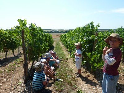 vineyard