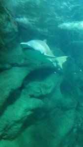 sharks la rochelle aquarium