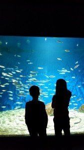 la rochelle aquarium