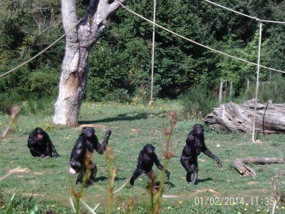 valley des singes