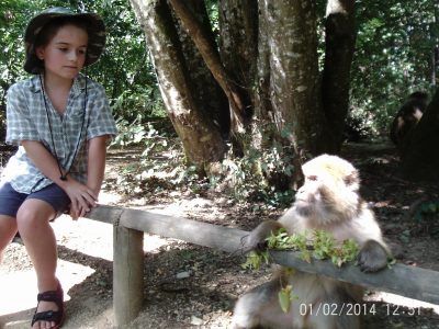 valley des singes