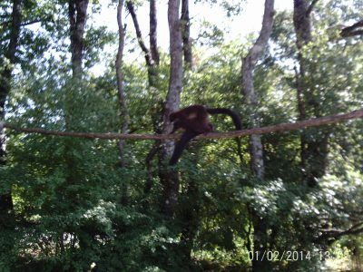 valley des singes