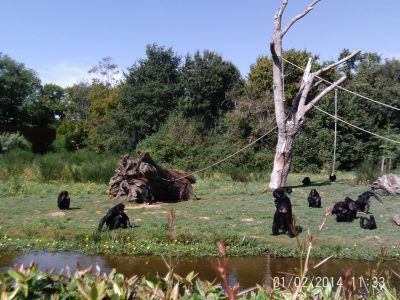 valley des singes