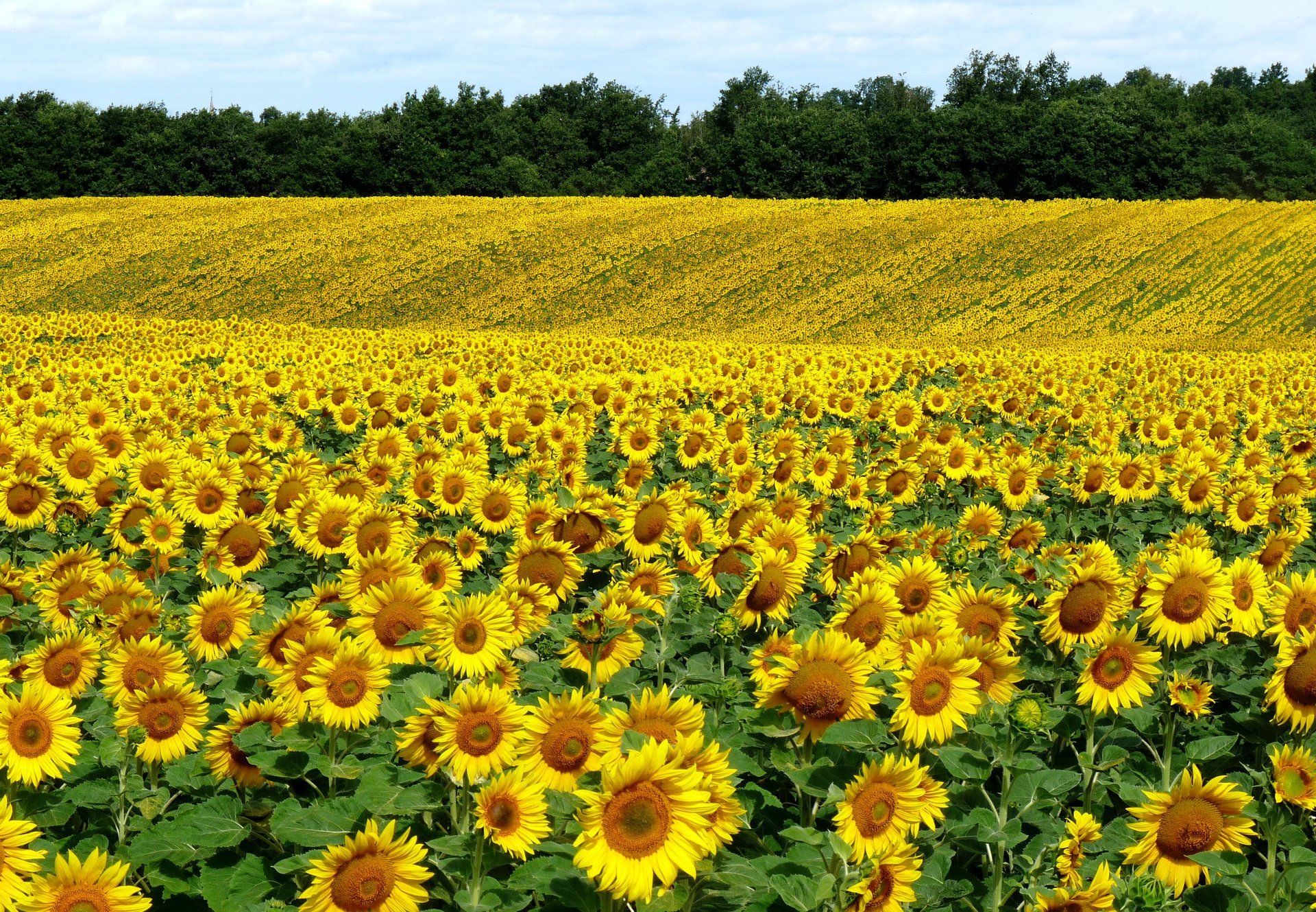 field of sunflowers