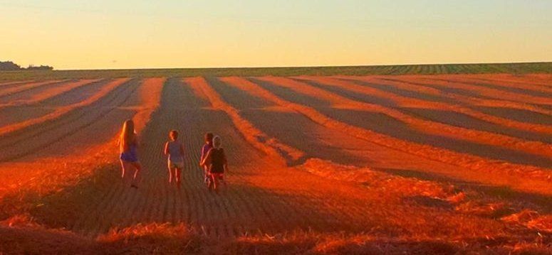 harvested wheat field in the sunset coloured red with 4 children walking to the horizon