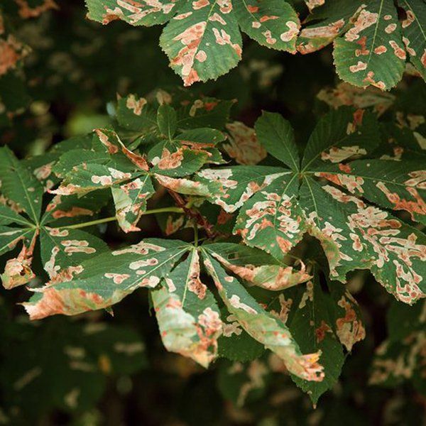 Shrub Disease — Jacksonville, FL — Pro Care Lawn & Pest Shrub Disease — Jacksonville, FL — Pro Care Lawn & Pest