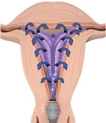 Gynecologist Manchester Nh — Vagina Figure in Manchester, NH Gynecologist Manchester Nh — Vagina Figure in Manchester, NH