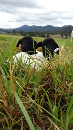 Three Sheeps