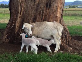 Sheep on Grass