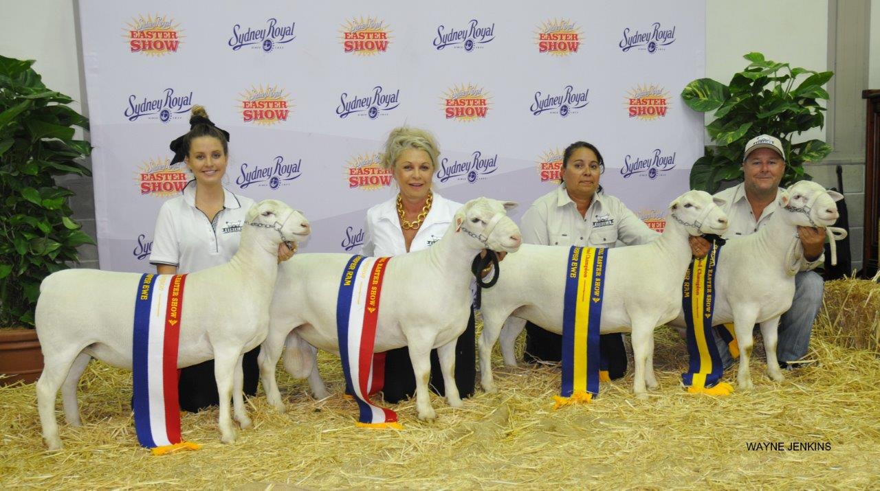 Four White Sheep