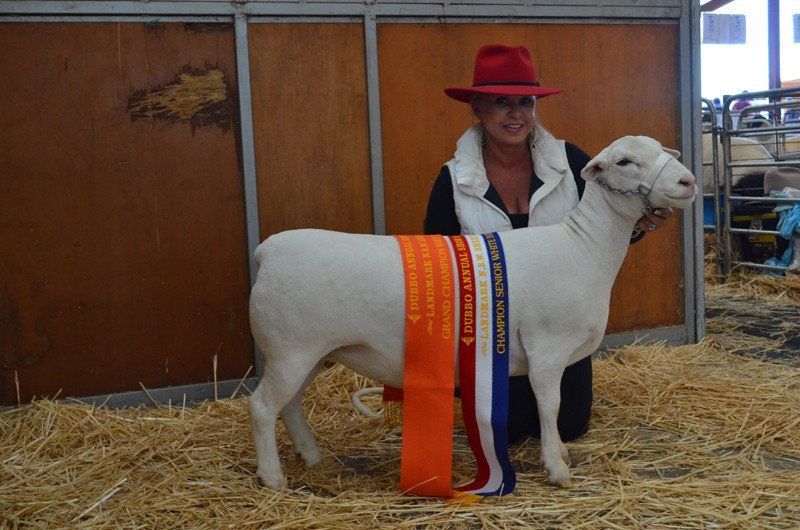 Red Hat and Sheep