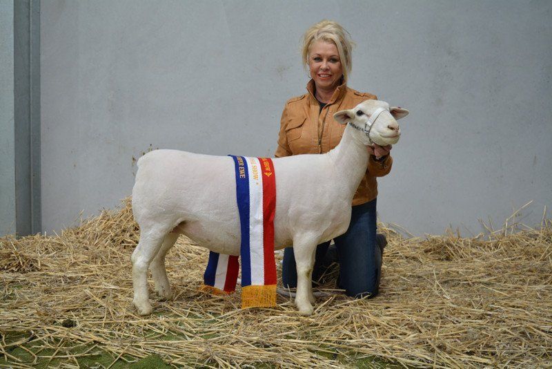 Sheep and Girl