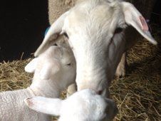 Sheep Feeding