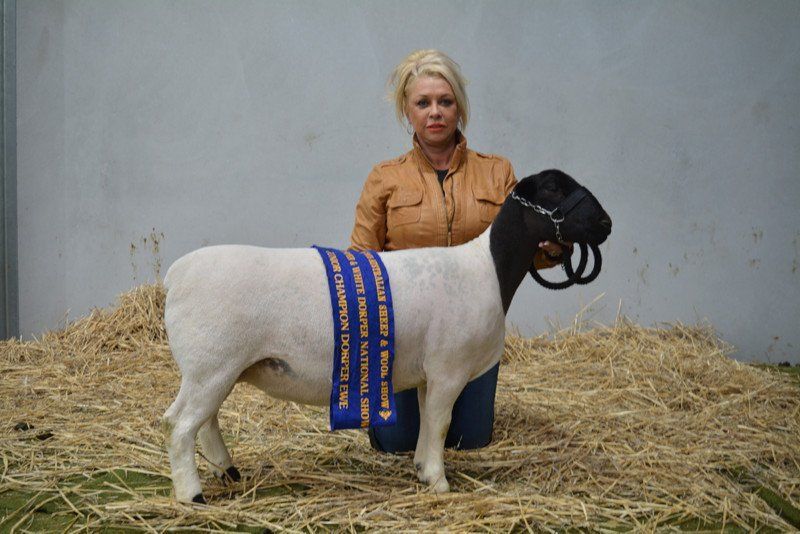 Sheep With Cloth