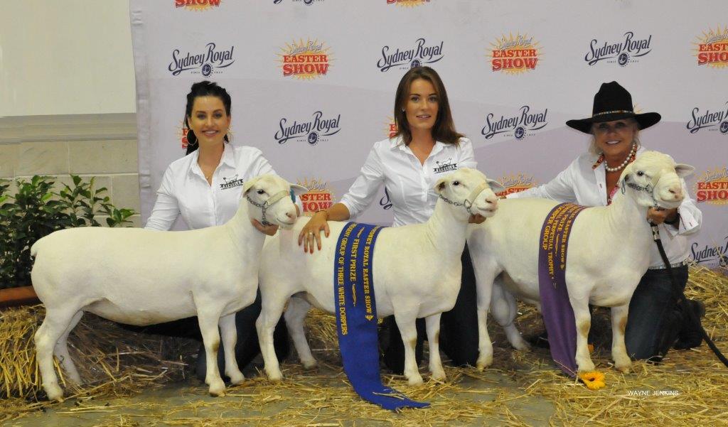 Three White Sheep