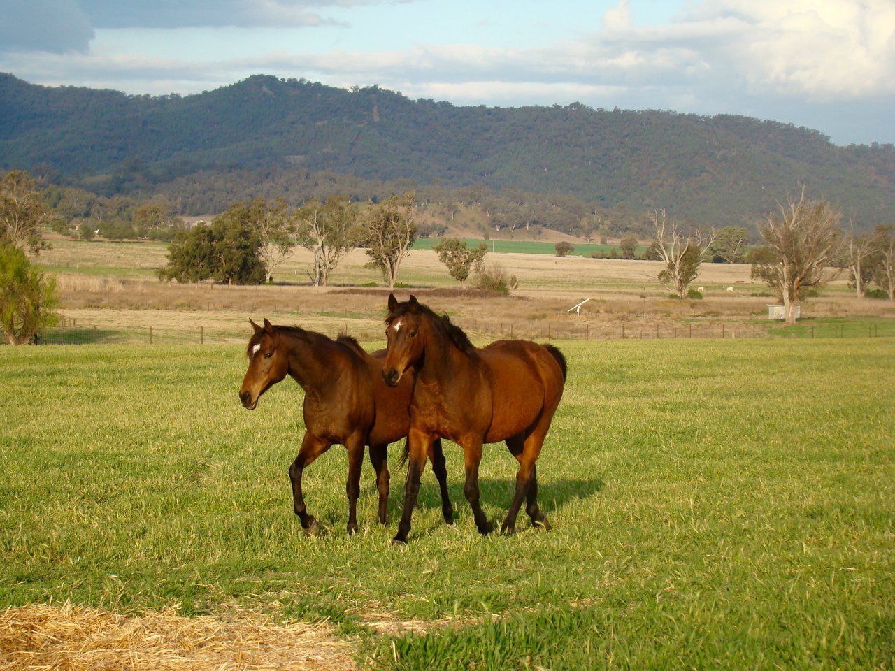 Two Horses