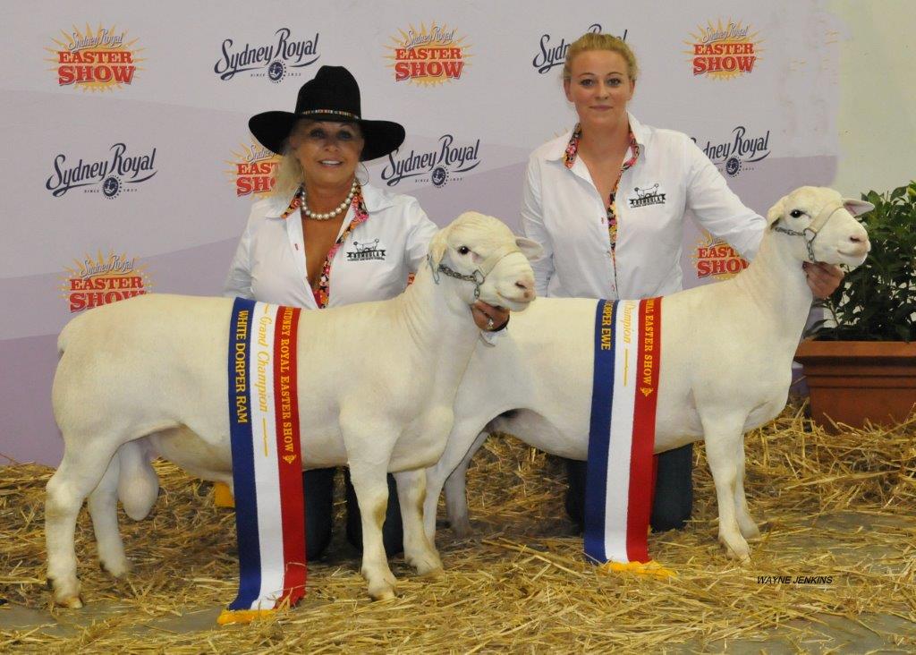 Two White Sheep