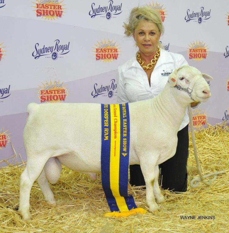 Woman White Sheep