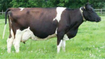 Lakemead Barbara 97 BFE93 – Prancer daughter