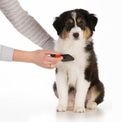 Dog grooming – Pet Grooming in Roy, UT Dog grooming – Pet Grooming in Roy, UT
