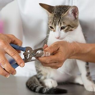 Nail trim on the cat – Pet Grooming in Roy, UT