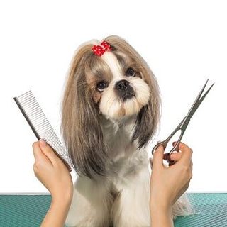 Beautiful shih-tzu at the groomer's hands – Pet Grooming in Roy, UT