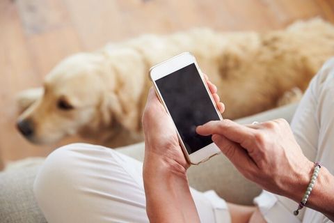 Pet Owner Using Phone - Pet Grooming in Roy, UT