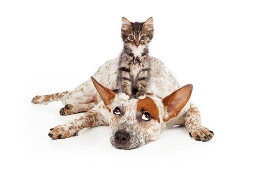Adorable cat and a dog - Pet Grooming in Roy, UT