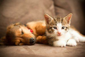 stanislaus property management pet policy