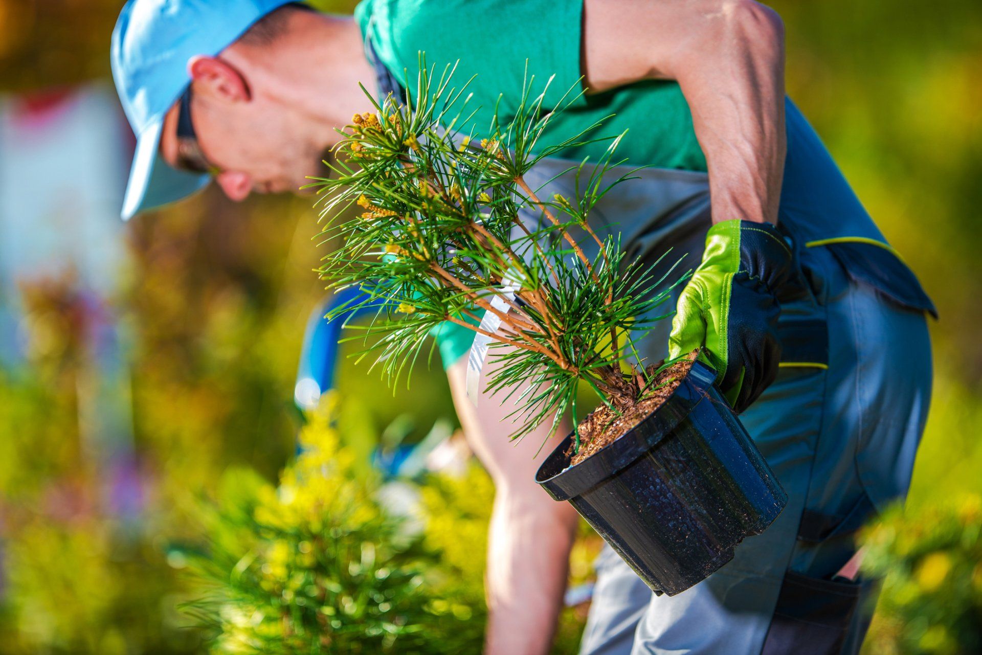 Planting — Port Richey, FL — Green Thumb Unlimited Planting — Port Richey, FL — Green Thumb Unlimited