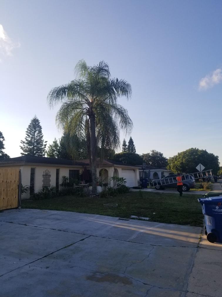 Before Tree Trimming — Port Richey, FL — Green Thumb Unlimited