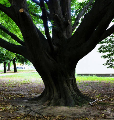 Old Tree — Port Richey, FL — Green Thumb Unlimited Old Tree — Port Richey, FL — Green Thumb Unlimited