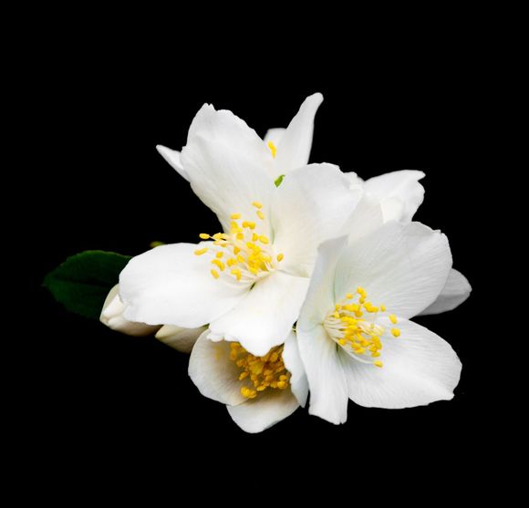Fiori funebri